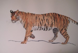 "Tiger Tiger burning bright…" watercolor on paper; approx 15 x 20; by Zuzanna Vee